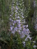 Veronica pinnata