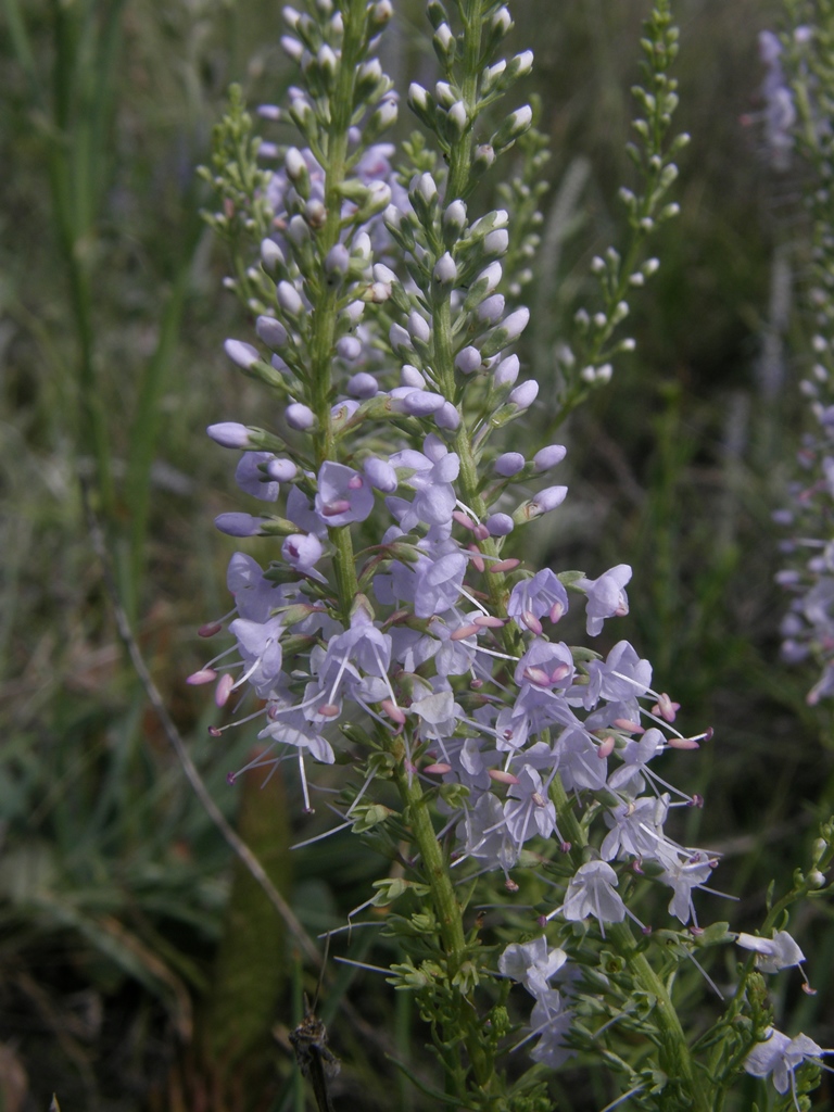 Image of Veronica pinnata specimen.