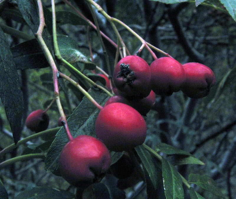 Image of Sorbus tianschanica specimen.