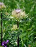 Cirsium obvallatum