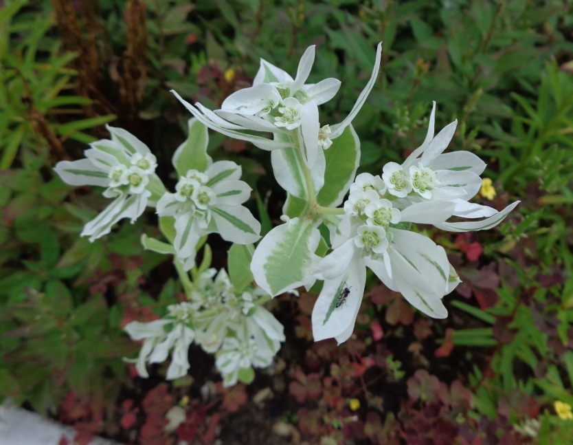 Изображение особи Euphorbia marginata.