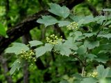 Viburnum sargentii