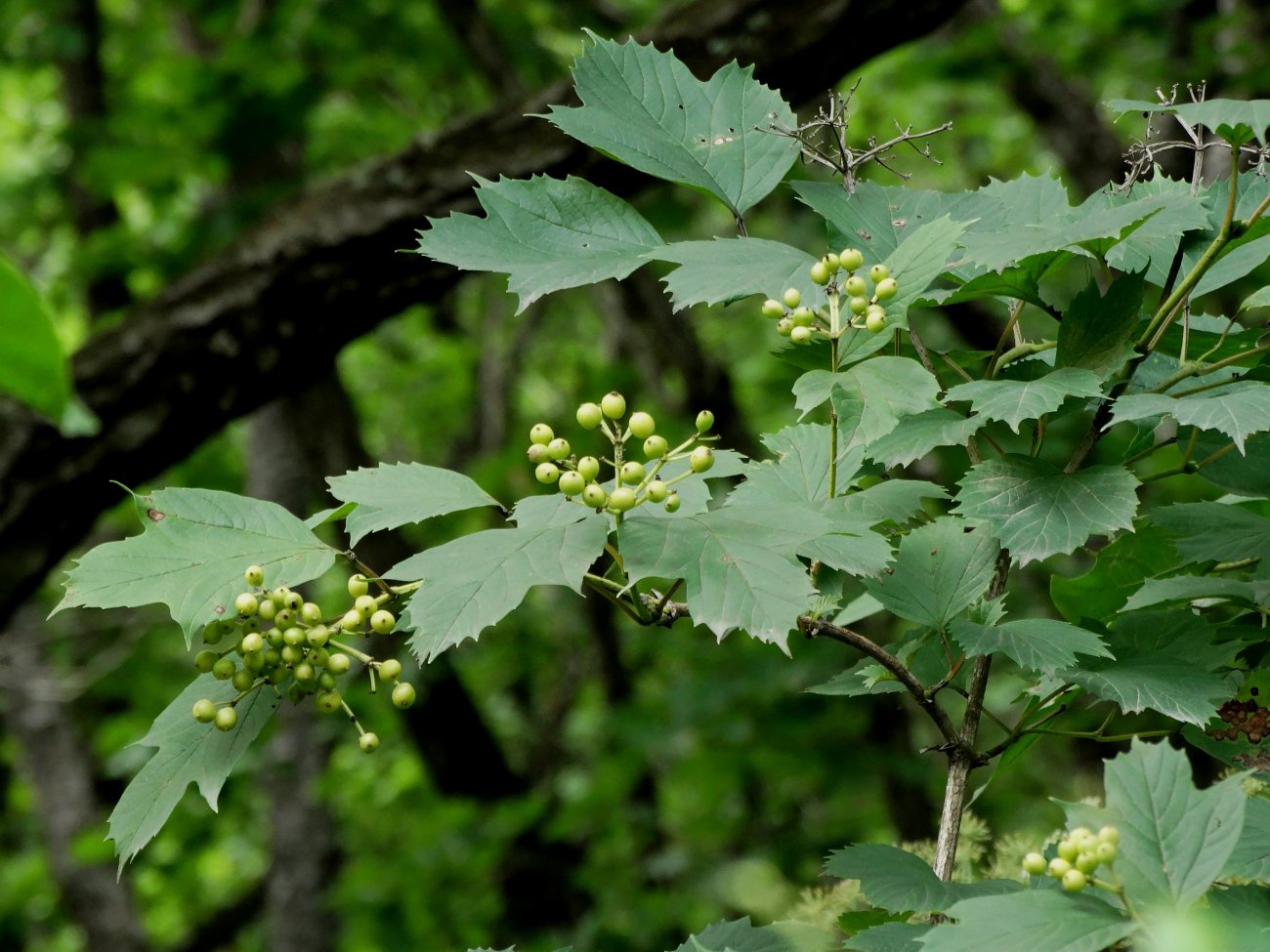 Image of Viburnum sargentii specimen.