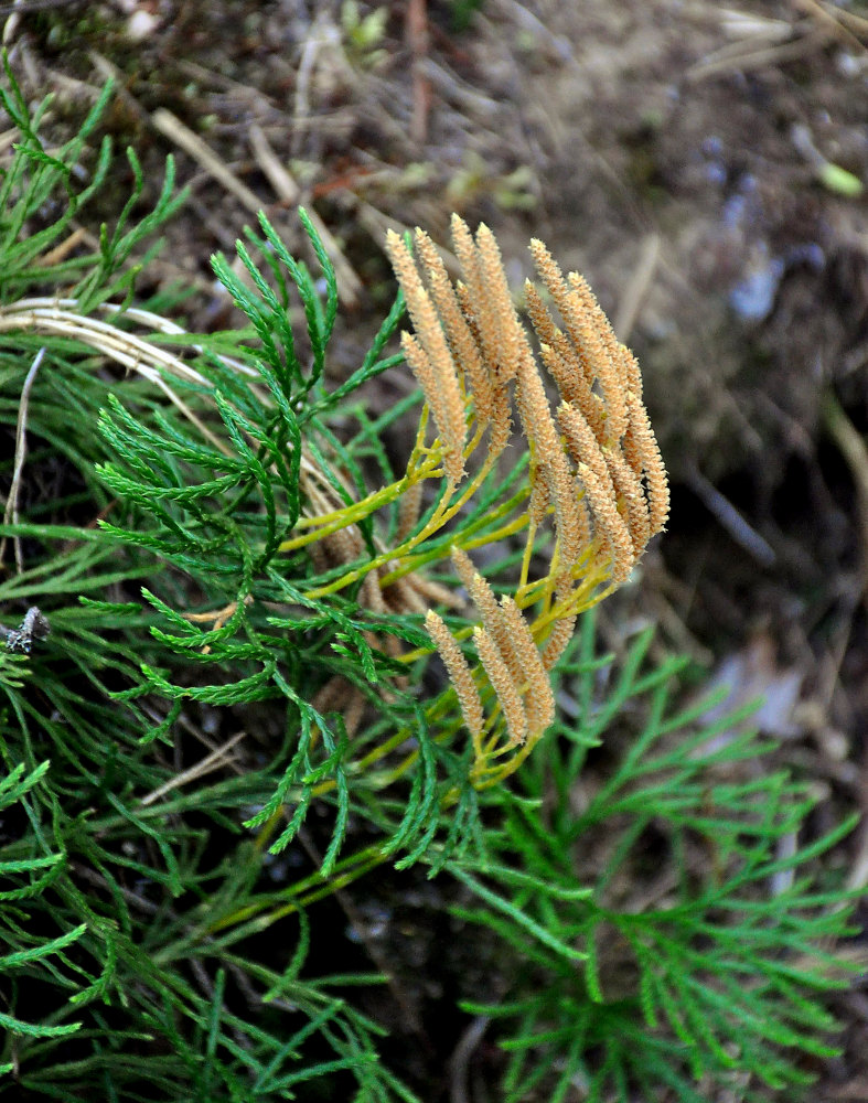 Изображение особи Diphasiastrum complanatum.