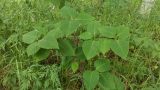 Betula ermanii. Ветвь. Камчатский край, Елизовский р-н, окр. оз. Светлое, лиственный лес с участием хвойных пород-интродуцентов. 19.08.2016.