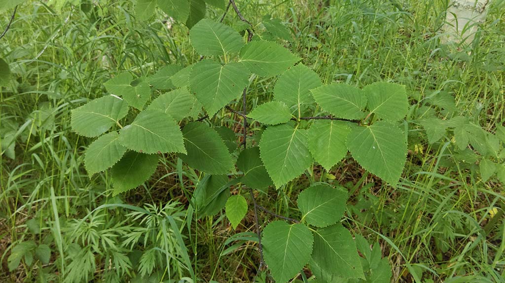 Изображение особи Betula ermanii.