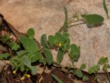 Coronilla scorpioides