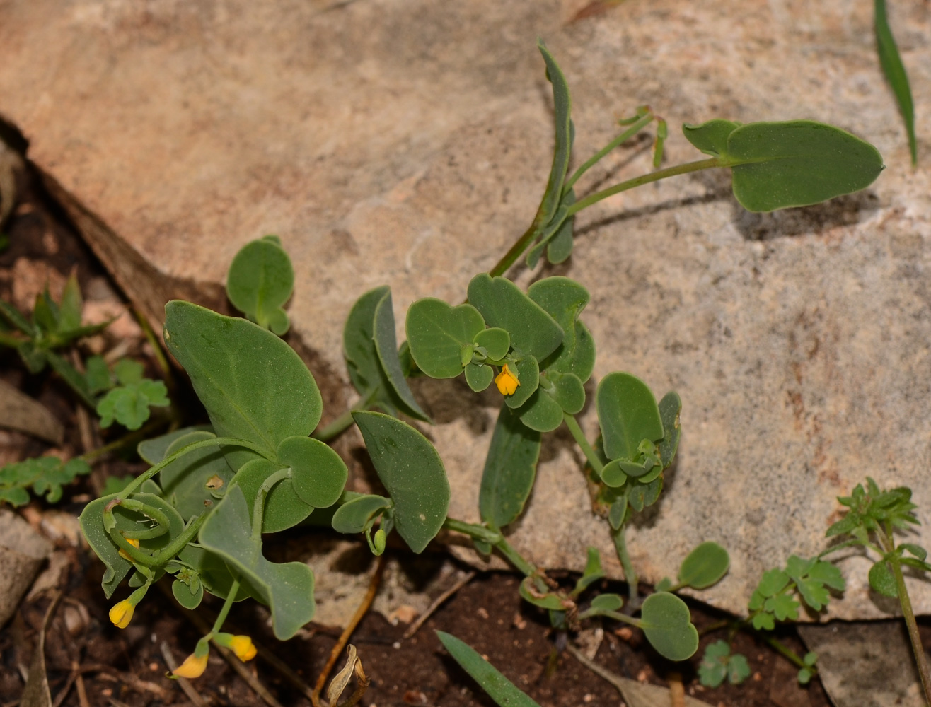 Изображение особи Coronilla scorpioides.