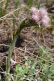 Antennaria dioica