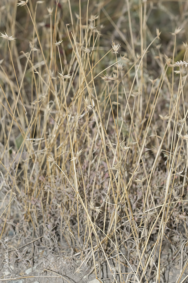 Image of Eremopyrum orientale specimen.