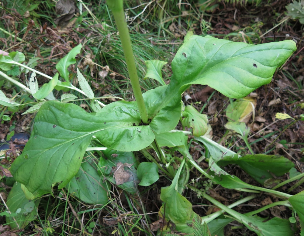 Image of Swertia veratroides specimen.