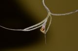 Tillandsia usneoides