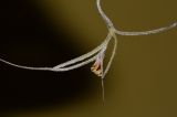 Tillandsia usneoides. Цветок на верхушке побега. Израиль, Шарон, г. Тель-Авив, ботанический сад тропических растений. 21.06.2016.