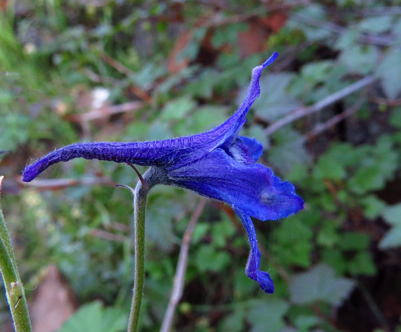 Image of Delphinium chamissonis specimen.