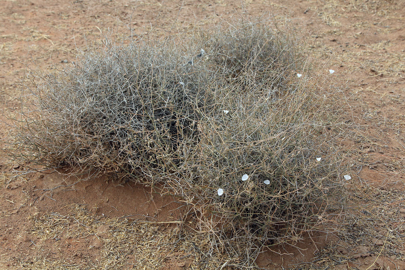 Image of Convolvulus hamadae specimen.