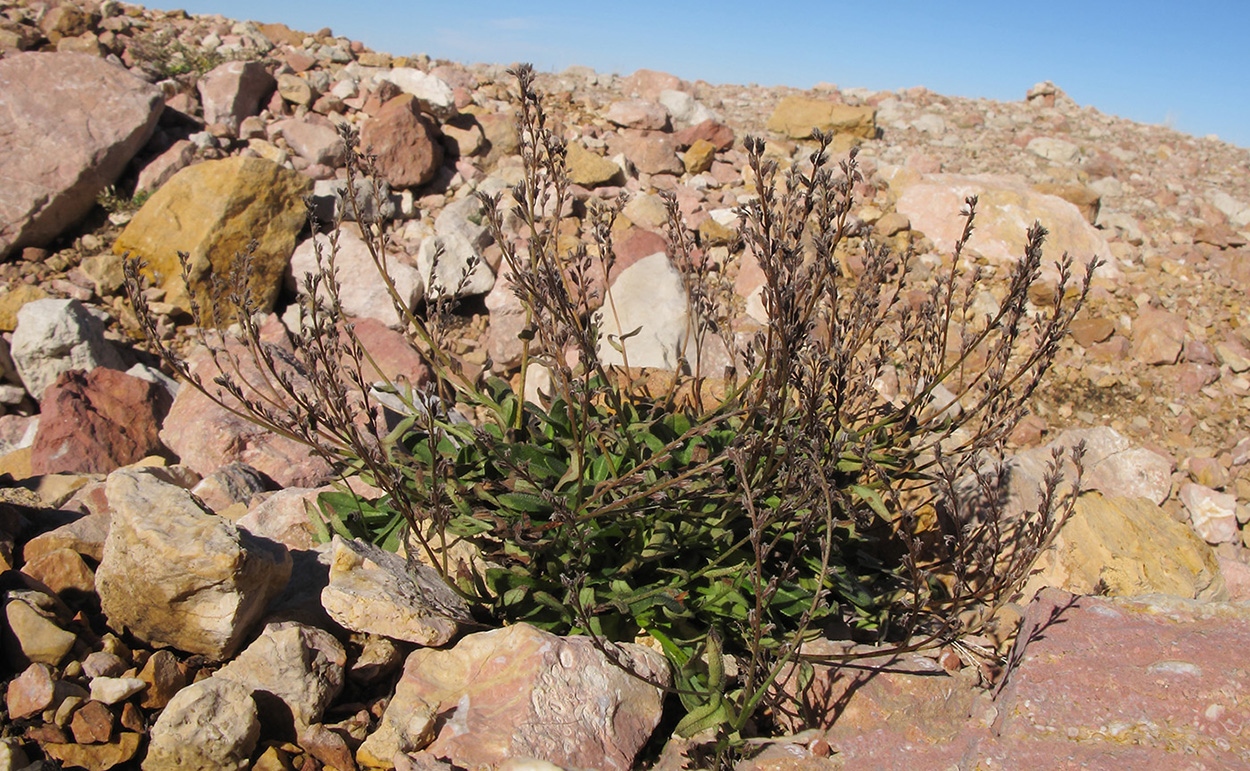 Image of Myosotis alpestris specimen.