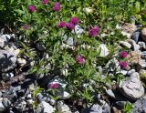 Trifolium alpestre