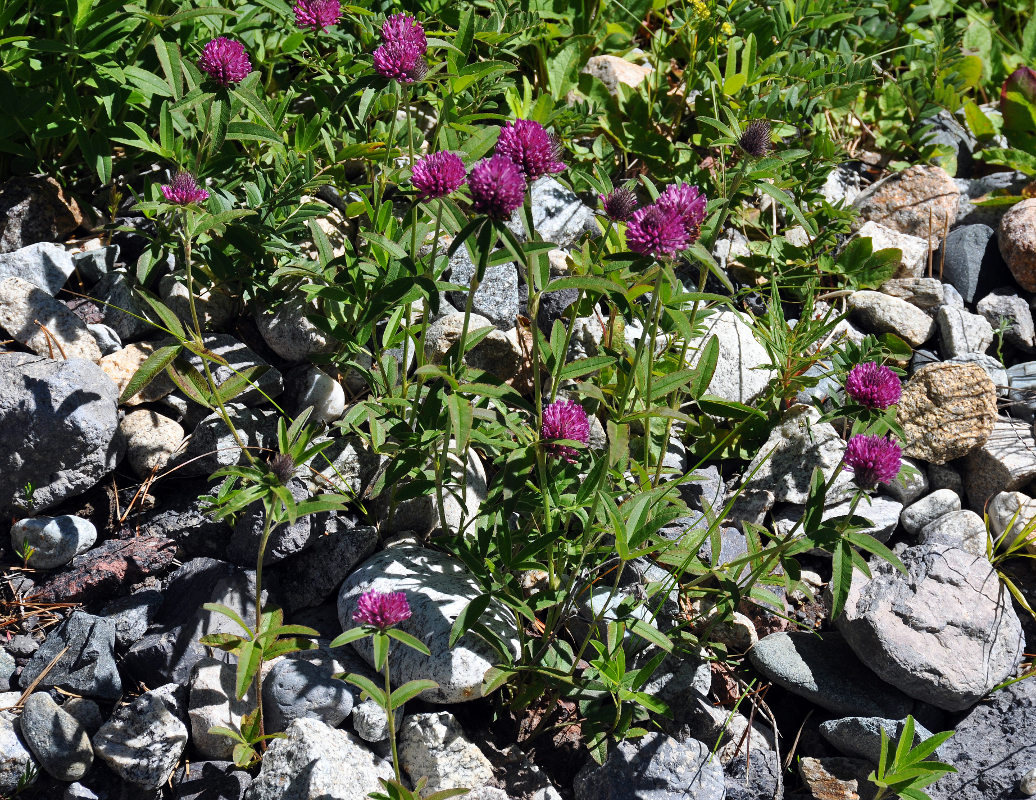 Изображение особи Trifolium alpestre.