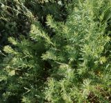 Suaeda linifolia