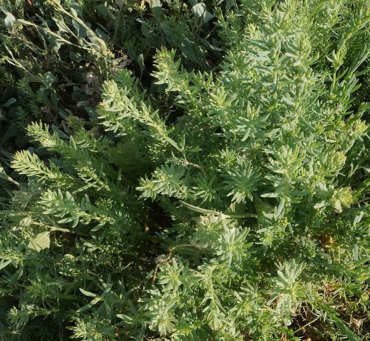 Image of Suaeda linifolia specimen.