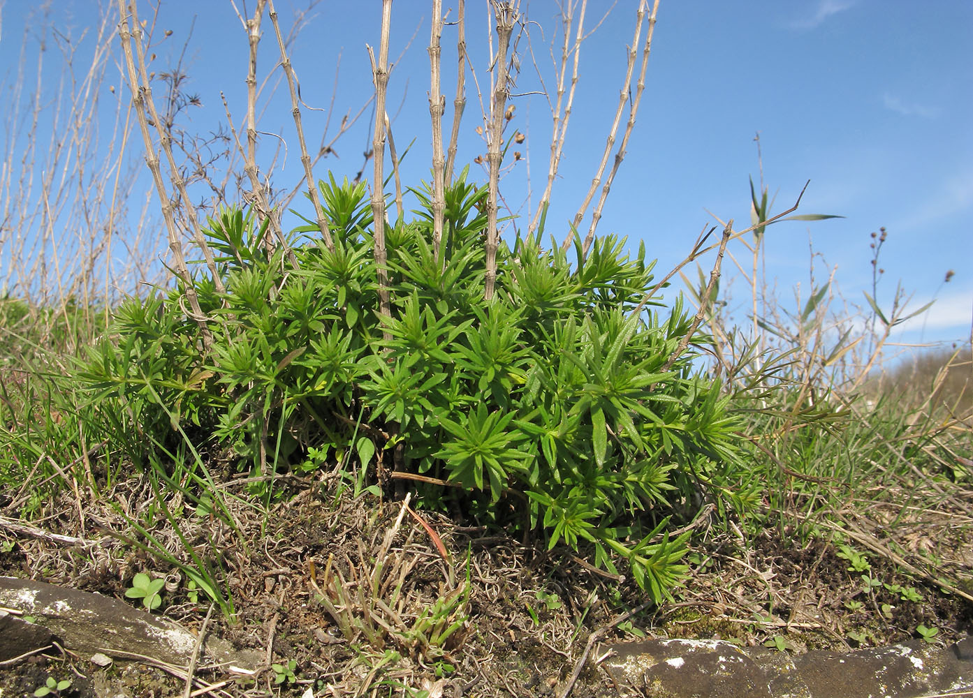 Изображение особи Galium verum.