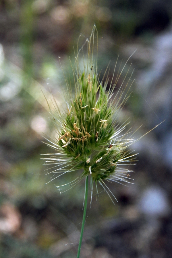 Image of Cynosurus echinatus specimen.