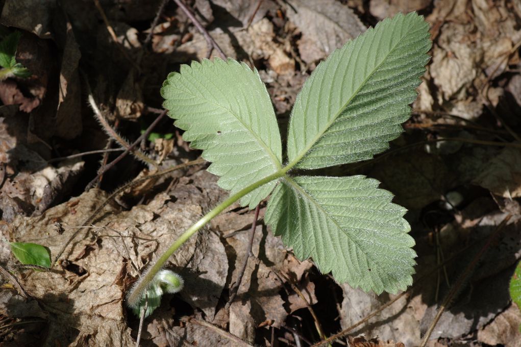 Изображение особи Fragaria moschata.