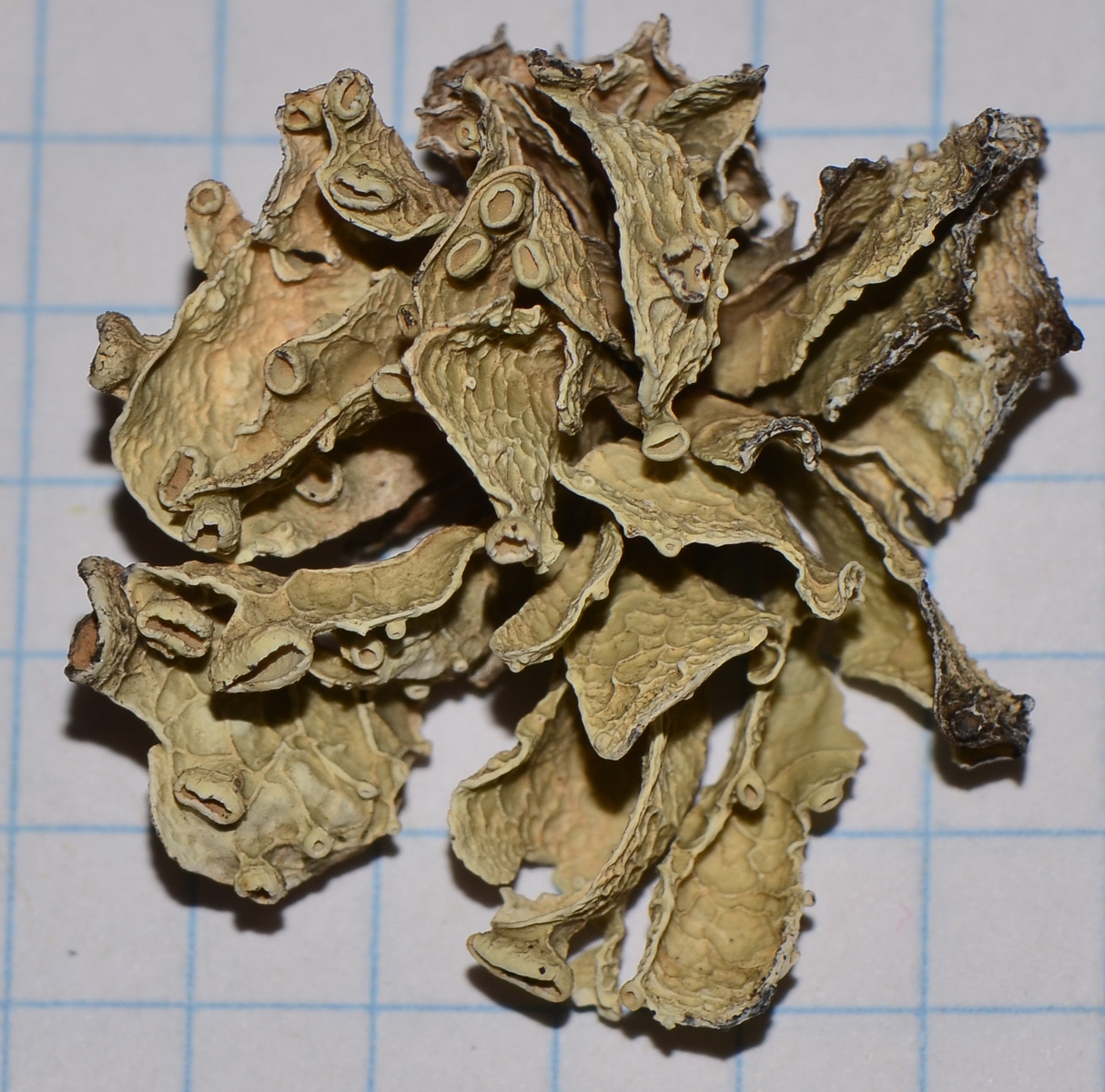 Image of genus Lobaria specimen.