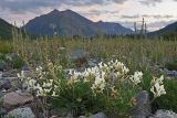 Oxytropis sajanensis. Цветущее растение на прирусловом галечнике. Восточный Саян, хр. Большой Саян, басс. р. Тисса, р. Хараганта. 18.07.2015.