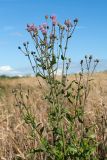 Cirsium arvense. Верхушка цветущего растения. Беларусь, Витебская обл., Городокский р-н, окр. пос. Малашенки, сорное в посевах озимой пшеницы (Triticum aestivum). 17.08.2016.