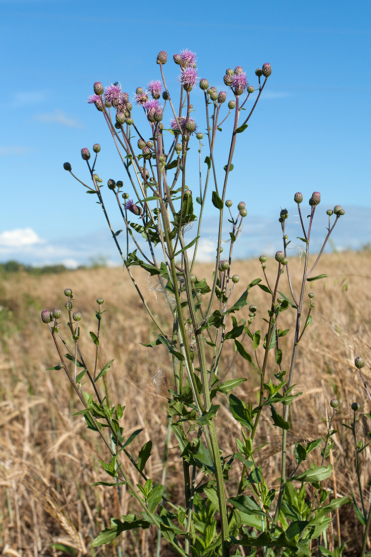 Изображение особи Cirsium arvense.