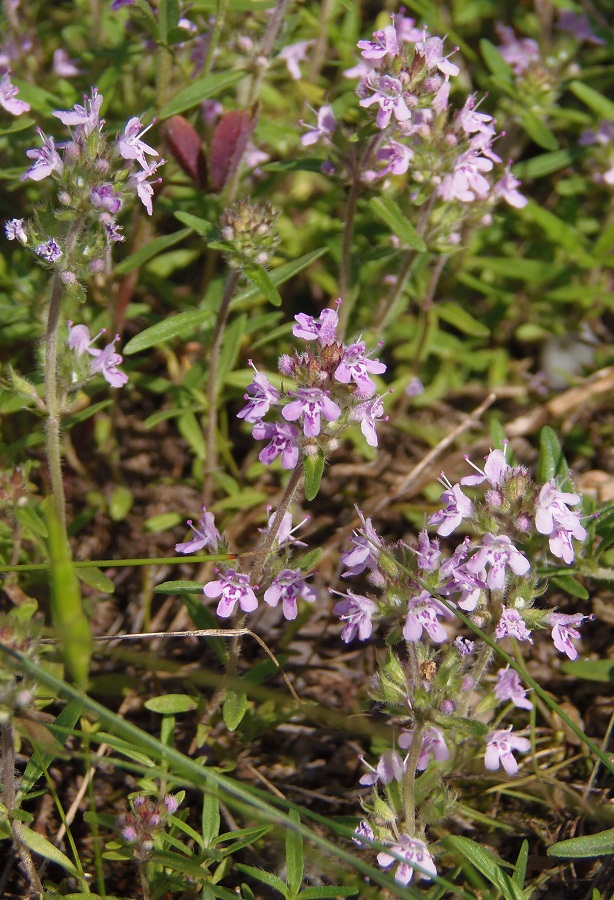 Изображение особи Thymus &times; tschernjajevii.