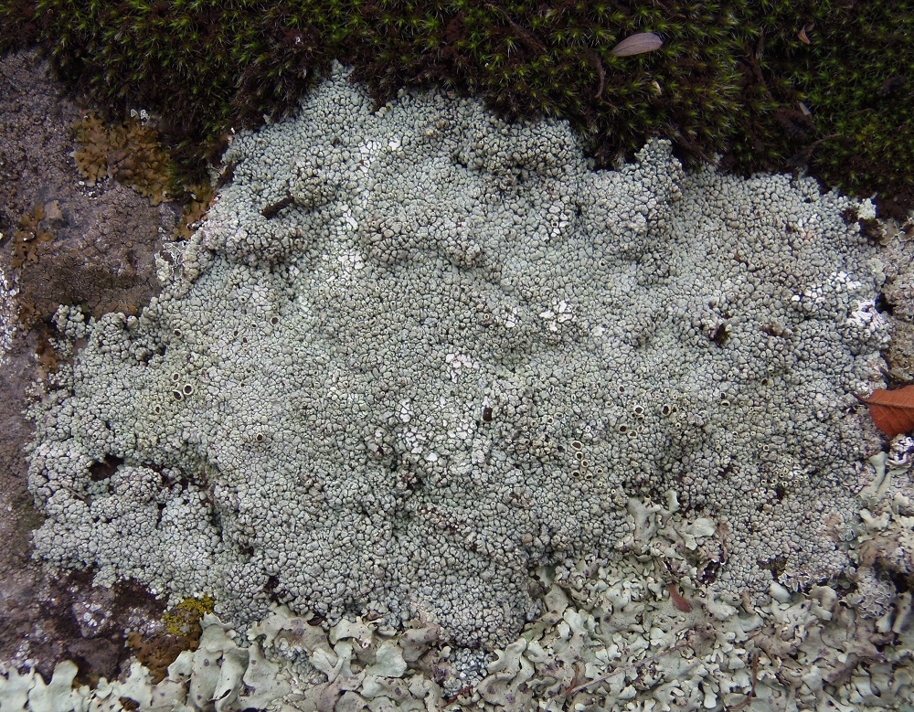 Изображение особи семейство Lecanoraceae.