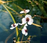 Sagittaria sagittifolia