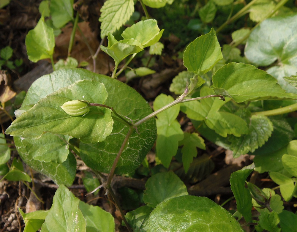 Image of genus Viola specimen.