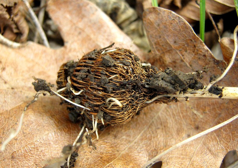 Изображение особи Crocus reticulatus.