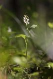 Maianthemum bifolium