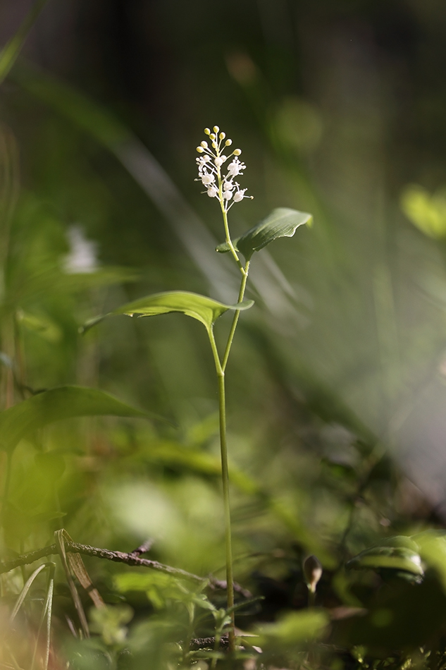 Image of Maianthemum bifolium specimen.