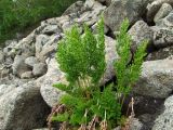 Cryptogramma acrostichoides