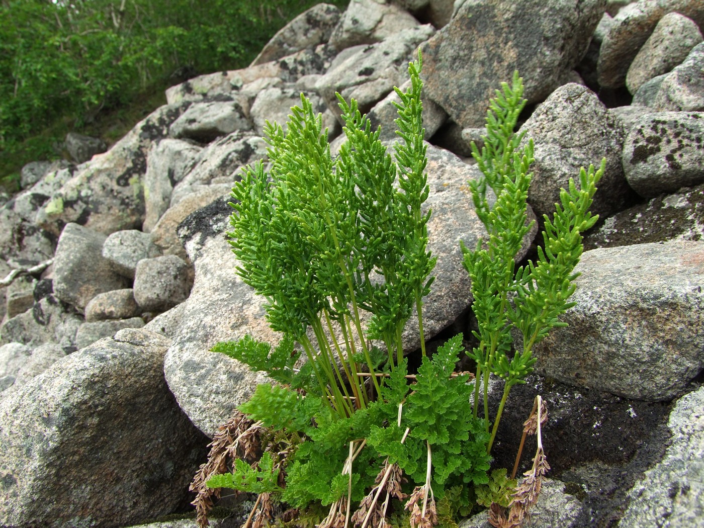 Изображение особи Cryptogramma acrostichoides.