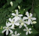 Clematis mandshurica