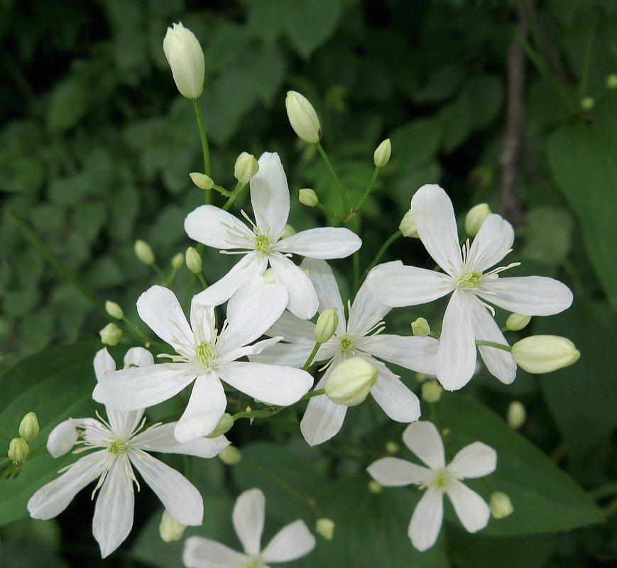 Изображение особи Clematis mandshurica.