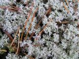 род Cladonia