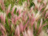 Hordeum jubatum