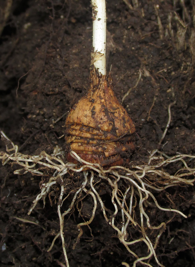 Image of Crocus tauricus specimen.