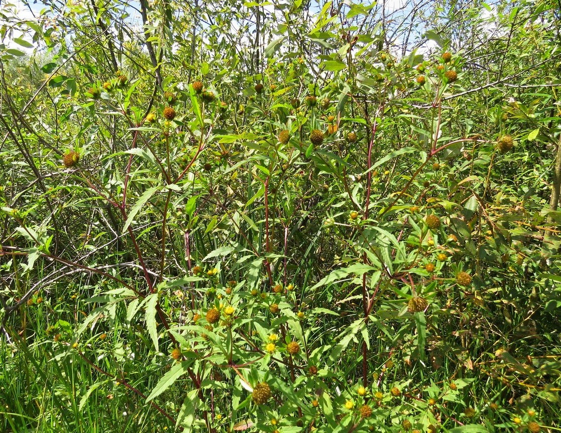 Image of Bidens tripartita specimen.