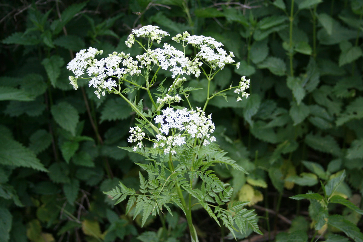 Image of Anthriscus sylvestris var. nemorosa specimen.