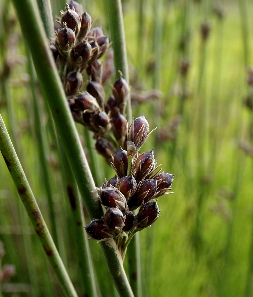 Изображение особи Juncus haenkei.