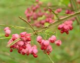 Euonymus phellomanus