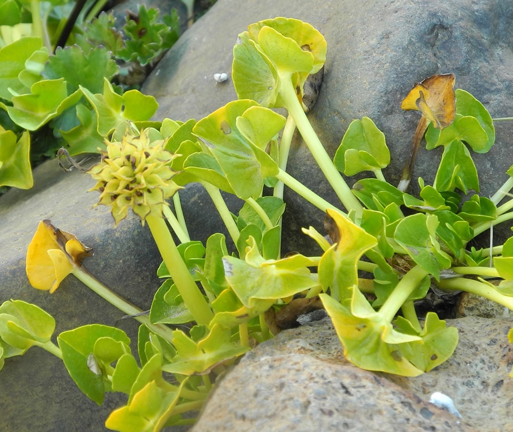 Изображение особи Caltha sagittata.